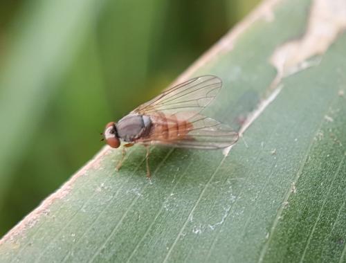 Protoclythia rufa